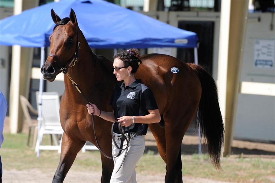 Ocala two year old consignors