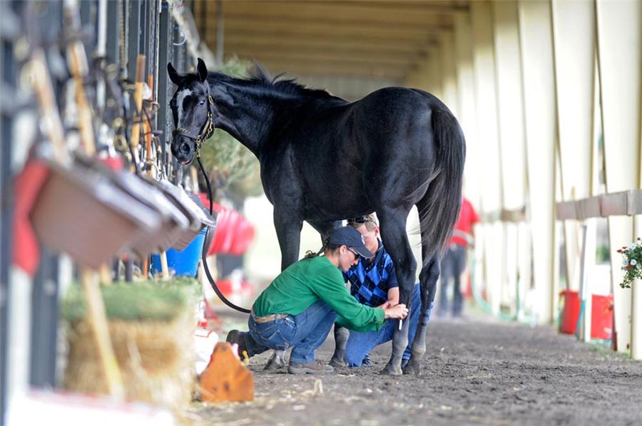 Hands on Horsemen