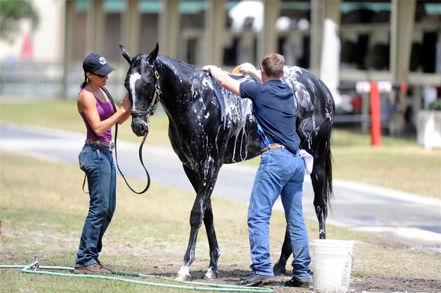 Young successful Thoroughbred Trainers