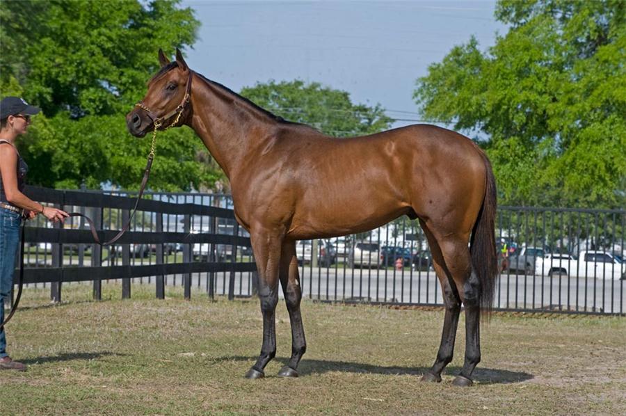 Humble and Hungry 2010 April OBS Juvenile Sale