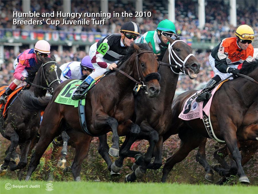 Humble And Hungry 2010 Breeders Cup Juvenile Turf