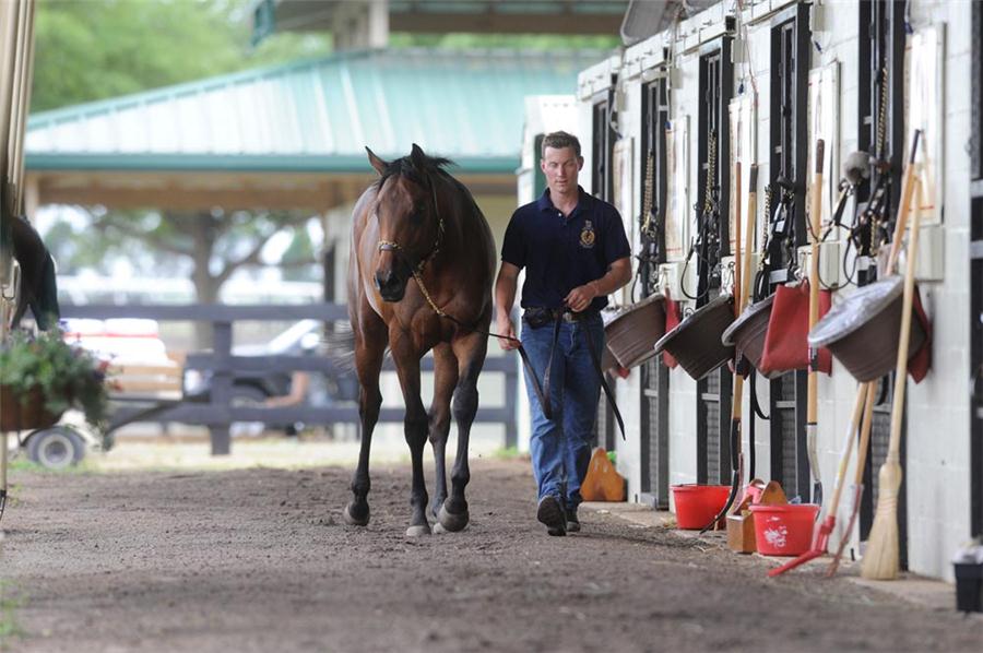 Ocala breaking and training