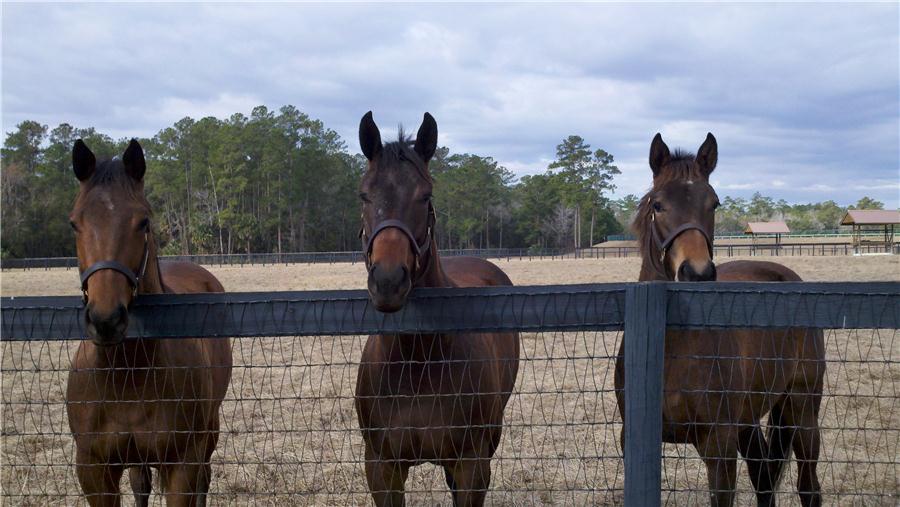 Florida 2yo trainers