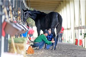 Hands on Horsemen