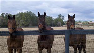 Florida 2yo trainers