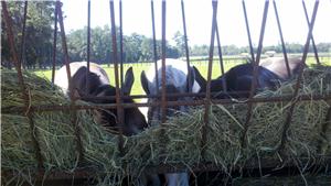 Ocala two year old trainers