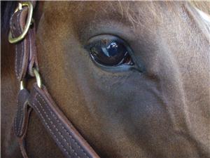 RiceHorse Stables