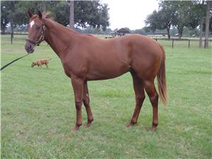 Thoroughbred investments