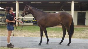 Thoroughbred investors