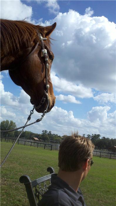 Ocala breeze up consignors