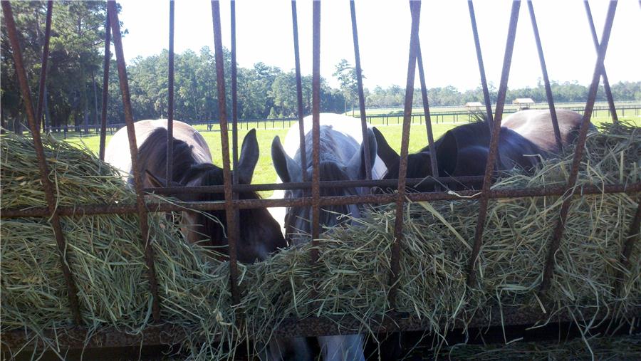 Ocala two year old trainers