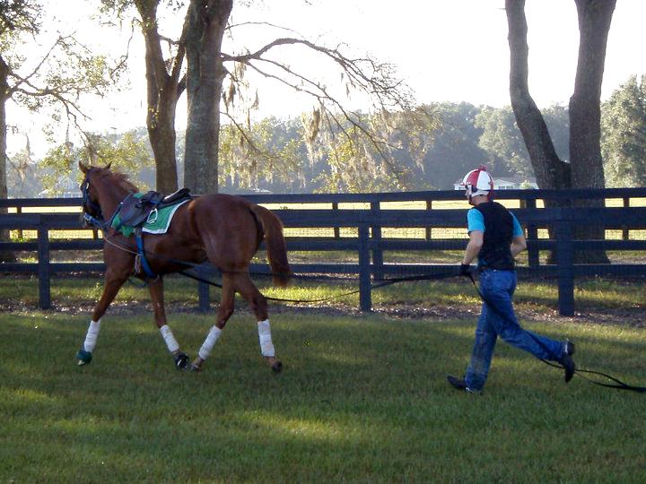 Racehorse Training Program