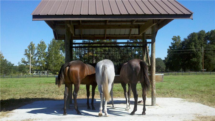 Ocala breeze up trainers