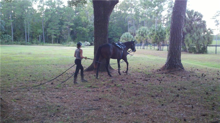 Young Thoroughbred trainers