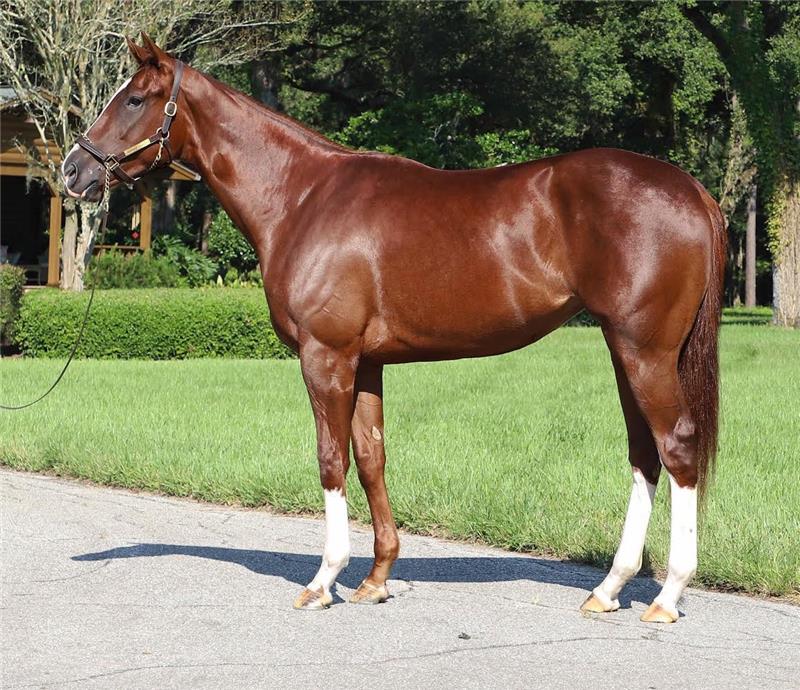 Thoroughbred Horses for Sale Alexandra de Meric and Brandon Rice