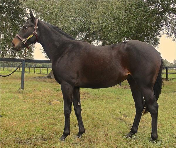 Thoroughbred Horses for Sale - Alexandra de Meric and Brandon Rice ...