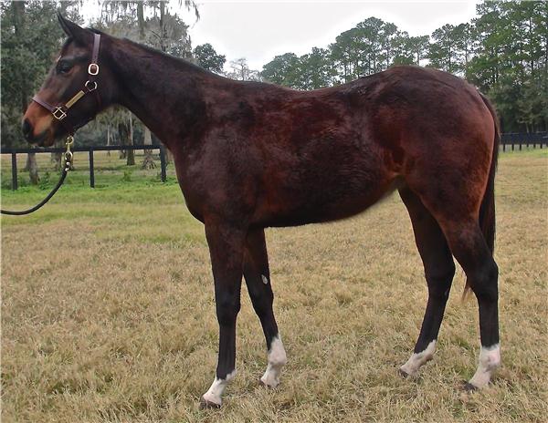 Thoroughbred Horses for Sale - Alexandra de Meric and Brandon Rice ...