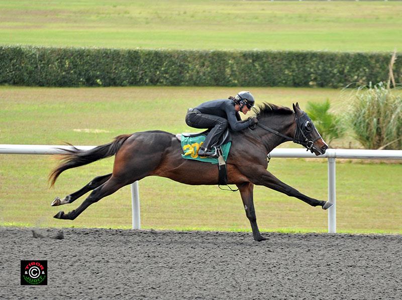 Ricehorse stables, thoroughbred