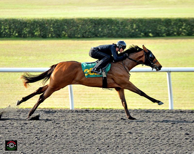 Ricehorse stables, thoroughbred