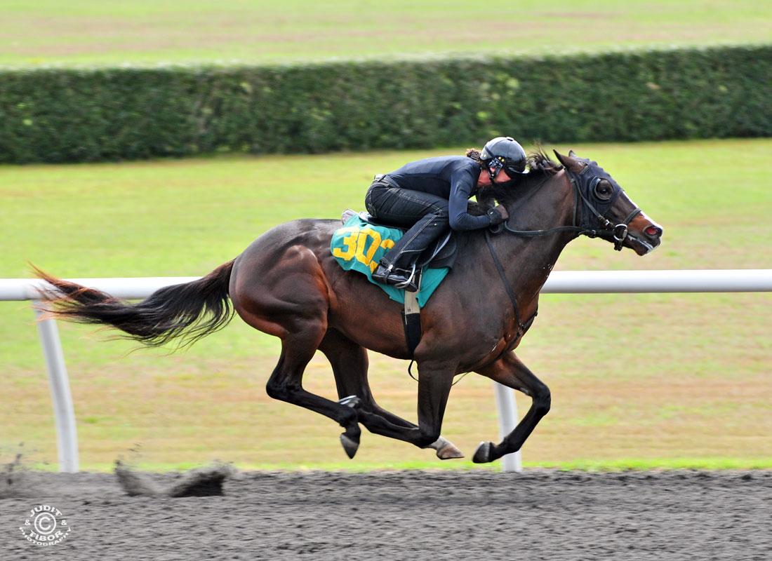 RiceHorse Stables, Thoroughbred